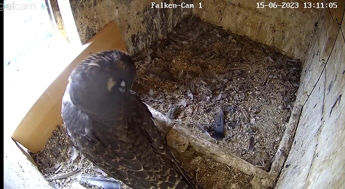 Screenshot_20230615-131123~2