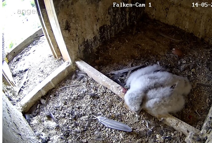 Screenshot_20230514-161745~2