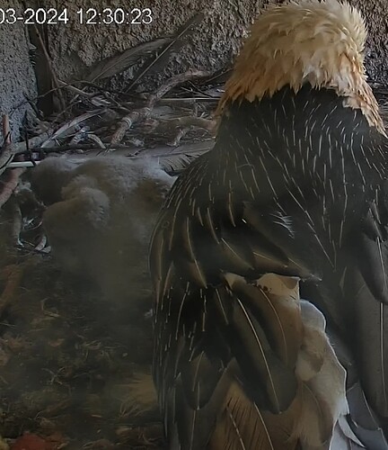 Screenshot_20240325-123035~2