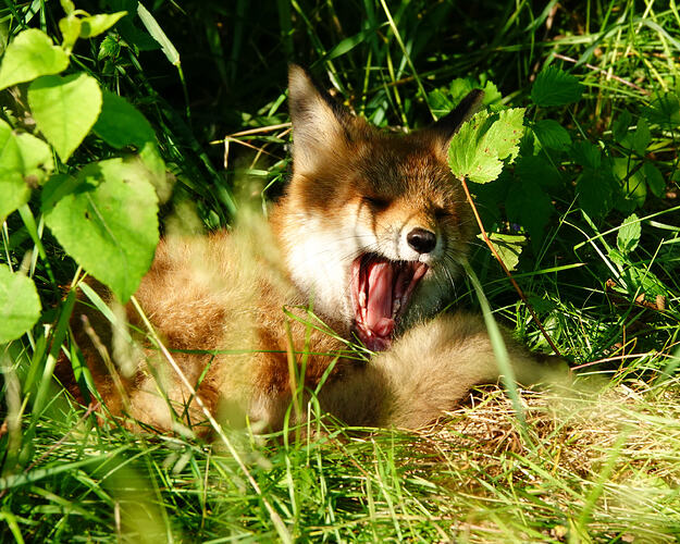 DSC08696_1
