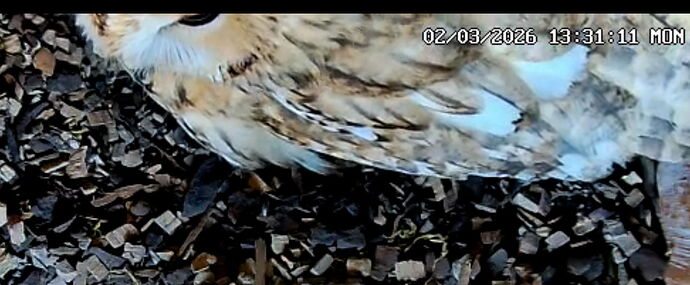 Snap_2026.03.02_13h31m39s_006_