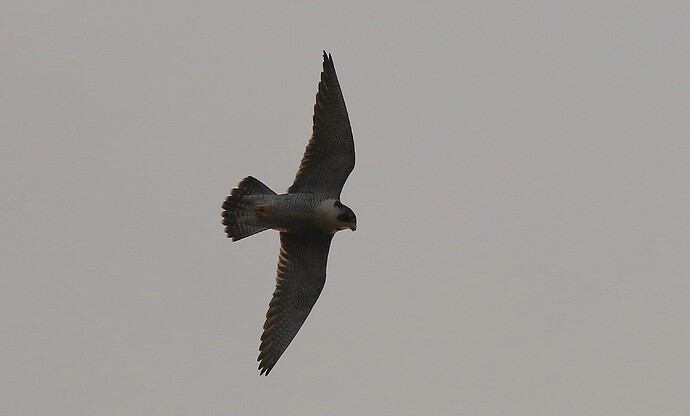 Falco nachmittags 8a