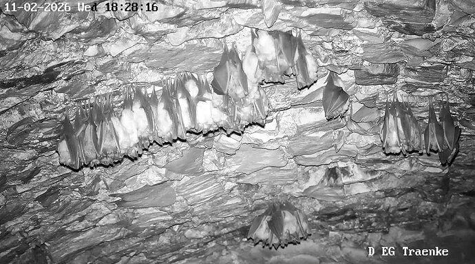 2026-02-11_5 18.00 großer Cluster im Keller 3