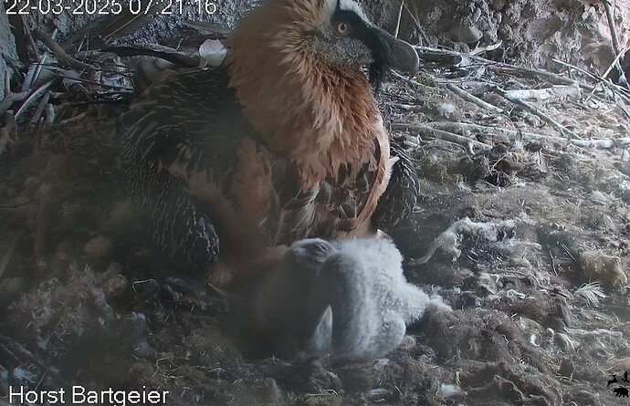 Flügel putzen 22.03.25