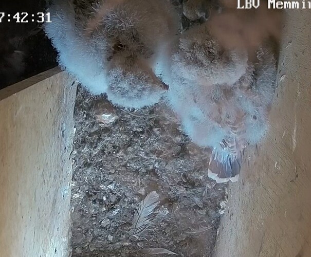 Screenshot_20240807_174433_Chrome