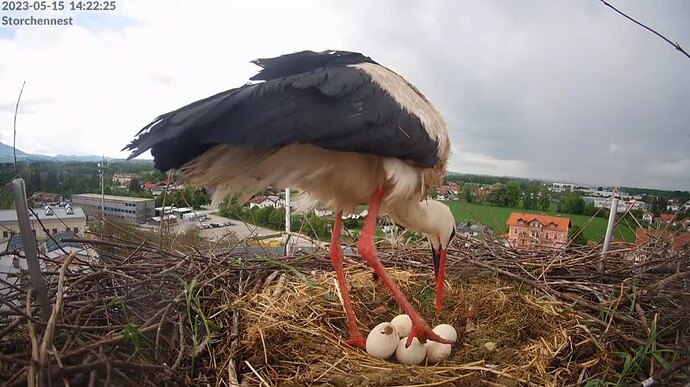 2023-05-15 14_23_08-LIVE Storchennest Freilassing - YouTube und 2 weitere Seiten - Persönlich – Micr