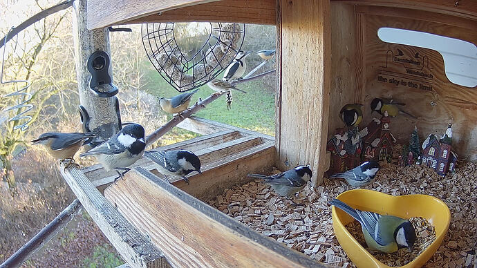 tf-20251201-1428.collage