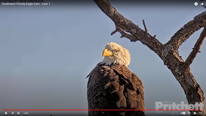 swfl_221202_M15_inc_perch