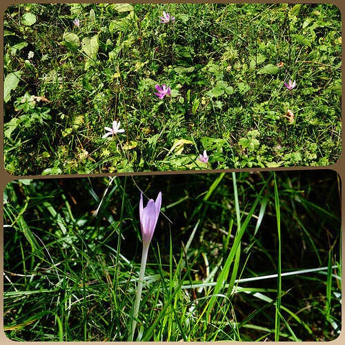 collage20260902(2)