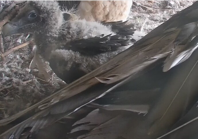 Federbehang 21.04.24