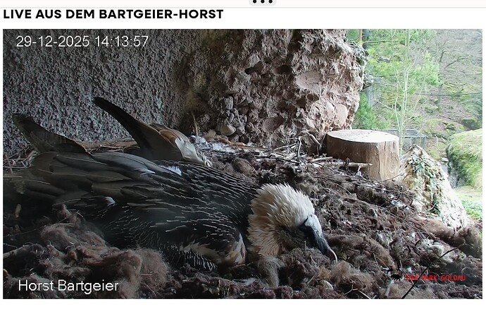 Screenshot_20251229-141500~2