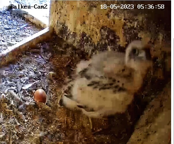 Screenshot_20230518-053718-01