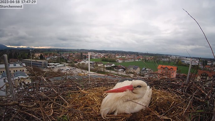 2023-04-18 17_48_05-LIVE Storchennest Freilassing - YouTube und 1 weitere Seite - Persönlich – Micro