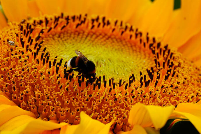 Sonnenblume