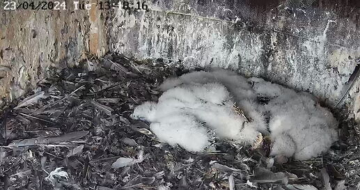 Snap_2024.04.23_13h18m45s_001_