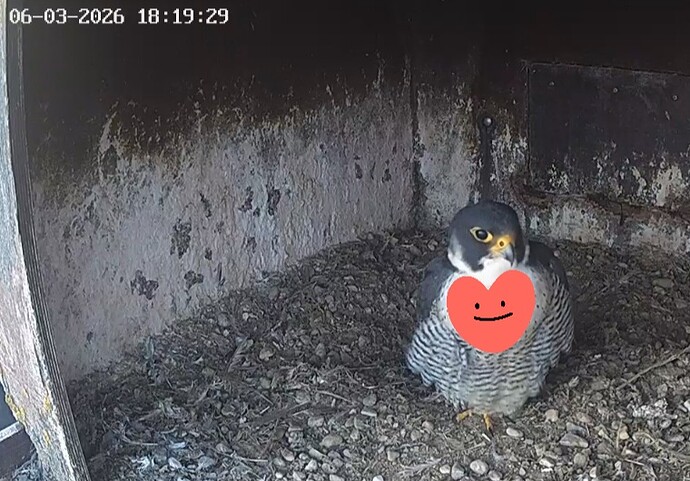 Screenshot_20260306_181247_Chrome(1)