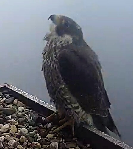 Screenshot_2026-02-10-07-17-15-582_com.android.chrome~2