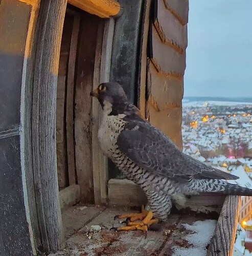 Screenshot_2026-01-27-17-26-30-354_com.android.chrome~2