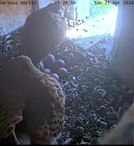 VideoCapture_20240421-093406