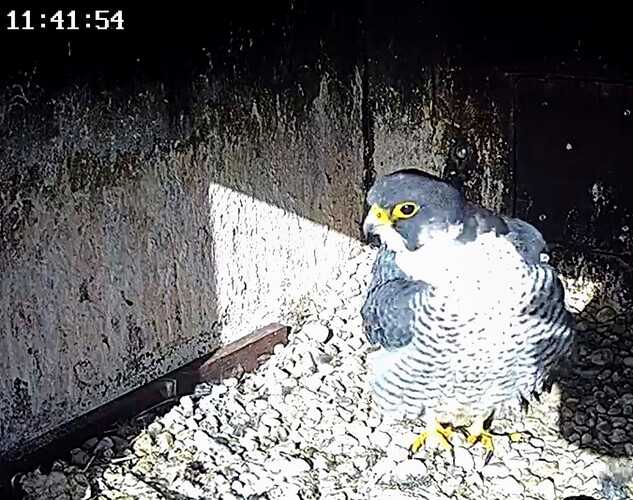 Screenshot_2024-02-05-11-38-57-242_com.android.chrome