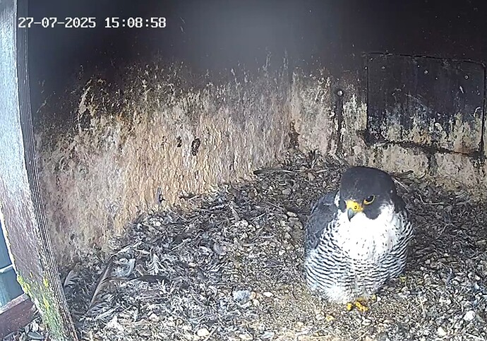 Capture+_2025-07-27-16-03-32(1)