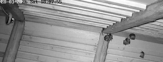 2026-03-28_1 die ersten Hufi in WG vor Jagd