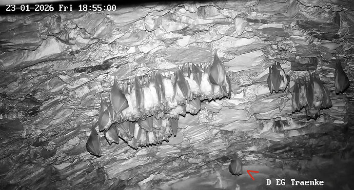 2026-01-23_1 ab 18.00 einzelne Hufi