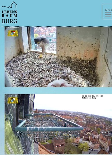 Screenshot_20230413_090434_Samsung Internet