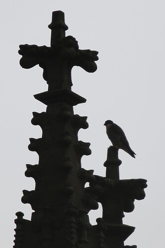 Falco am Turm