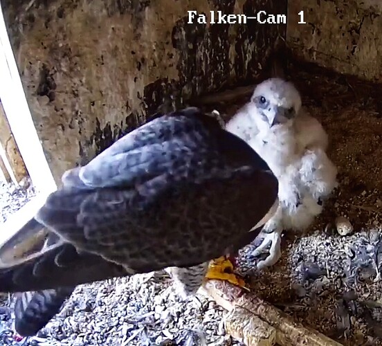 Screenshot_20230515-054403-01