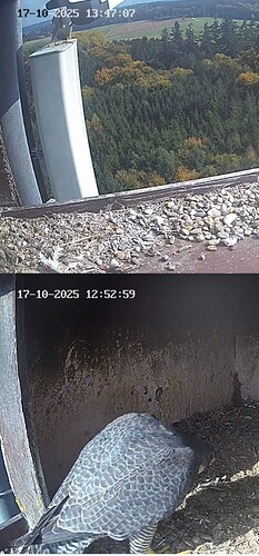 Screenshot_20251017_134715_Chrome