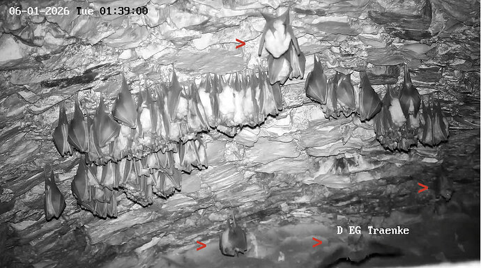 2026-01-06_2 ab 01.00 fliegendes Langohr 2 und 4 Hufis