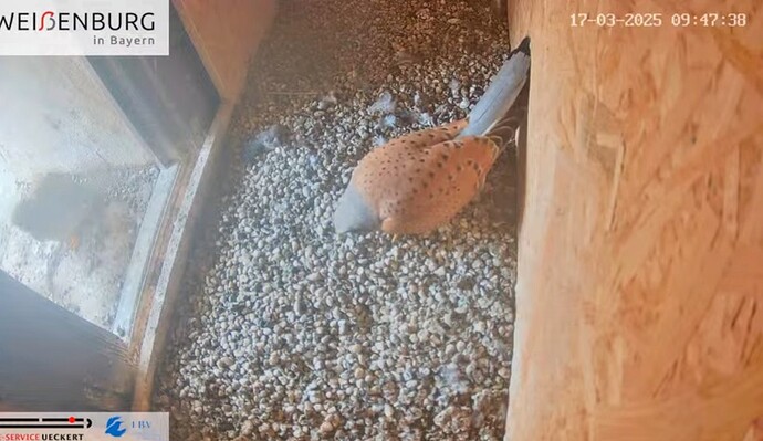 Screenshot_2025-03-17-12-10-20-499_com.google.android.youtube