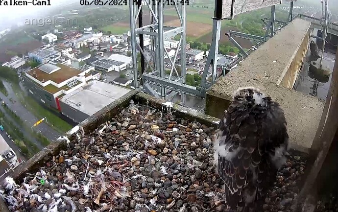 Screenshot_20240506_171600_Chrome