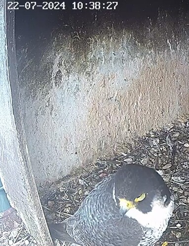 Screenshot_20240722_113452_Chrome