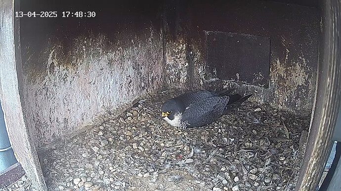 Freddy hat übernommen