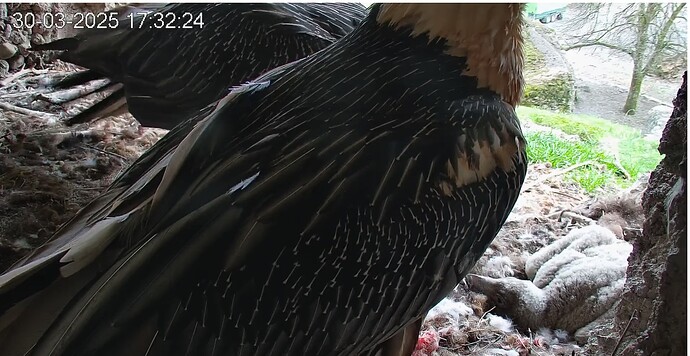 Müde nach dem Essen 30.03.25