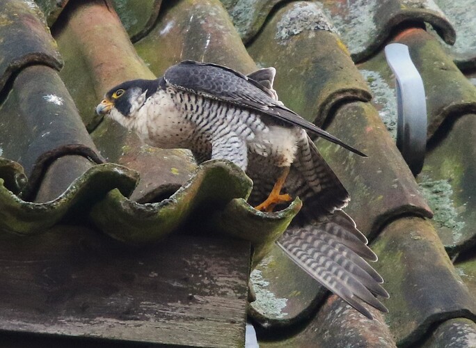 Falco Yoga 4