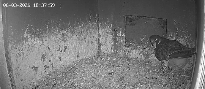 Screenshot_20260306_183117_Chrome