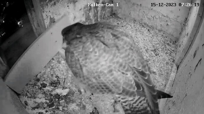 Screenshot_2023-12-15-07-26-37-493_com.android.chrome