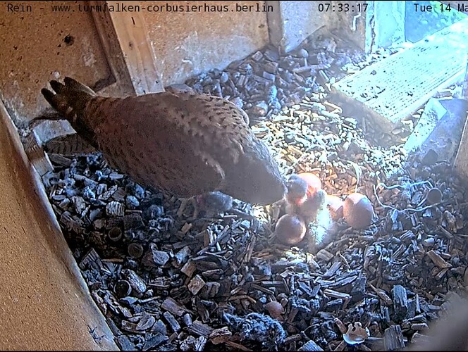 Screenshot_20240514_073340_Chrome