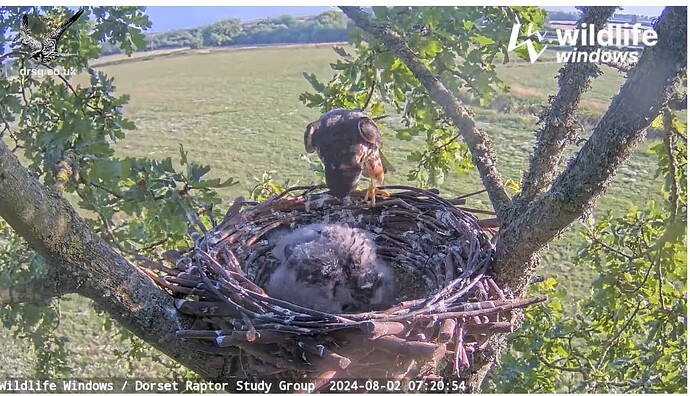 Screenshot 2024-08-02 100223