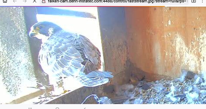 Screenshot_20250512-092619_Firefox