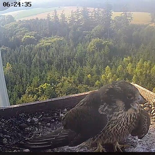 Screenshot_2024-07-01-07-23-57-823_com.android.chrome