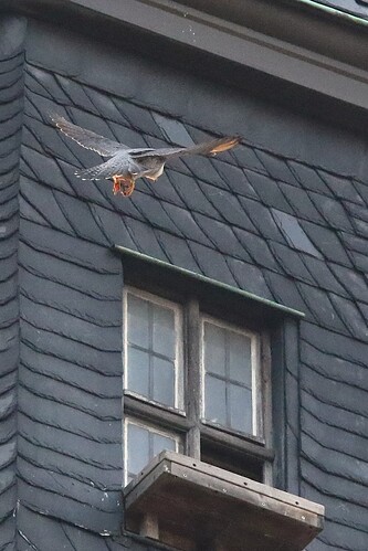 Falco nachmittags 10