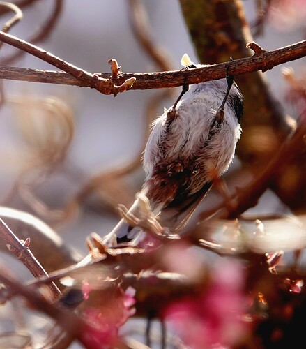 DSC02440_1