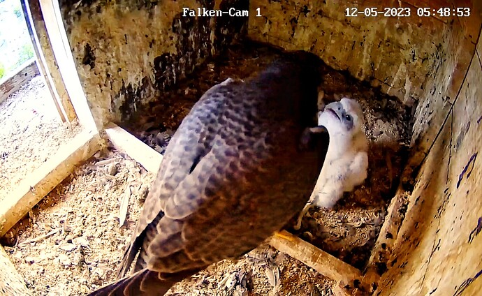 Screenshot_20230512-054912-01