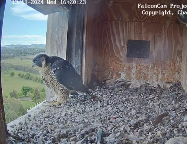 Screenshot_20241113_062044_Chrome