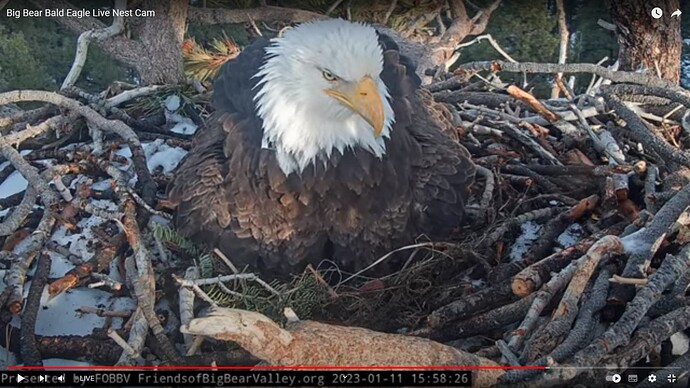 bbca_230111_Jackie_laying_egg