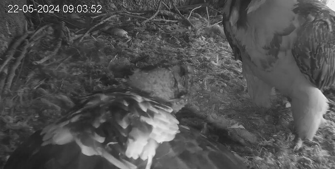 Barti schnappt nach Mascha 22.05.24